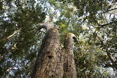 Yellowwood Tree